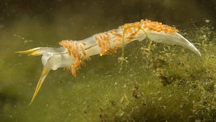 flabellina trilineata